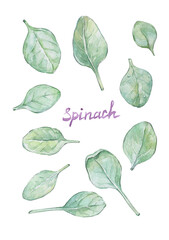 fresh leaves of spinach isolated on white