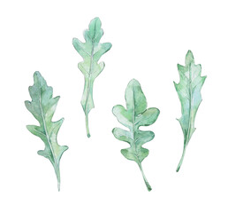 green rucola leaf isolated on whte