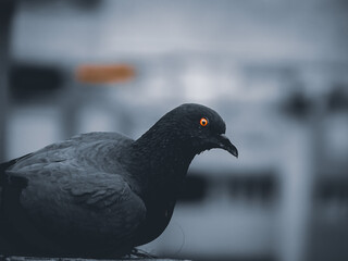 pigeon in the city