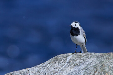 Bachstelze an der Spree in der Oberlausitz	