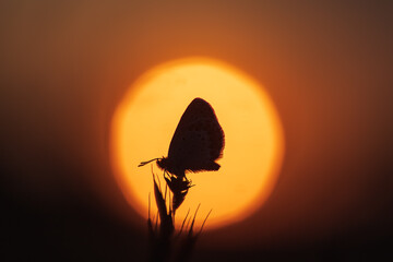 Idas Bl&auml;uling vor untergehender Sonne