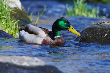 Stockenten Erpel im Frühjahr in der Spree bei der Futtersuche	
