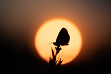 Idas Bl&auml;uling im Sonnenuntergang