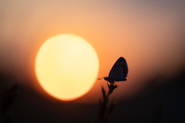 Idas Bl&auml;uling im Sonnenuntergang