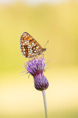 Baldrianscheckenfalter auf Blüte