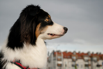 Portrait of Australian Shepherd dog while walking outdoors. Beautiful adult purebred Aussie Dog in the city.
