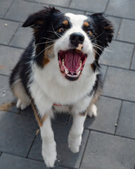 Portrait of Australian Shepherd dog while walking outdoors. Beautiful adult purebred Aussie Dog bark in the city.