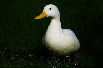 White Duck on the Grass.