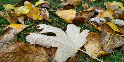 Water drop on autumn leaf. Drops of rain in the morning glow in the sun.