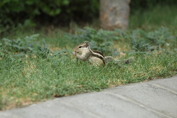 squirrel in the park