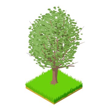 American elm icon. Isometric illustration of american elm vector icon for web