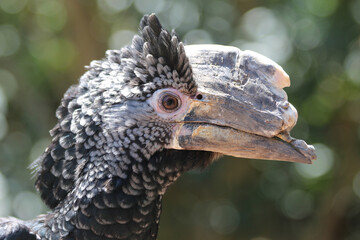 Silberwangen-Hornvogel © Stephan von Mikusch