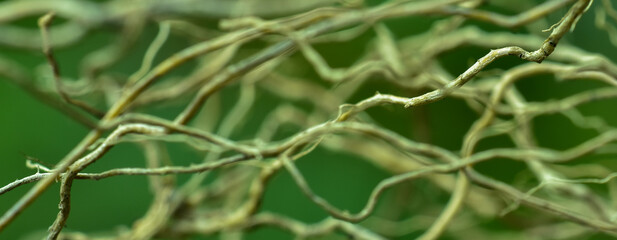 Closeup nature view on blurred background in garden with copy space for text using as background...