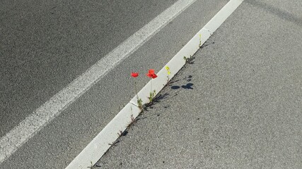 flowers grow through the asphalt