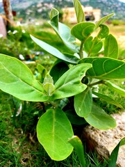 leaves in the garden