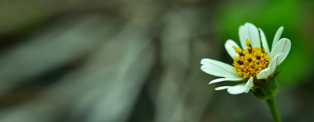 Closeup nature view on blurred background in garden with copy space for text using as background...