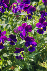 Fototapeta premium Violet pansy in the garden 