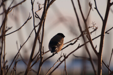 Eurasian bullfinch is sitting on a branch