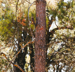 Pequeño pájaro decidido a buscar agua y comida en la cumbre de Gran Canaria, España