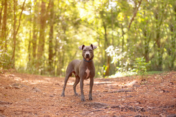 Gray pit mix dog at a wooded park in the woods looking forward 