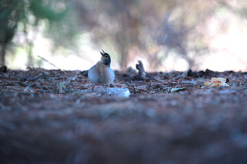 Pequeño pájaro decidido a buscar agua y comida en la cumbre de Gran Canaria, España