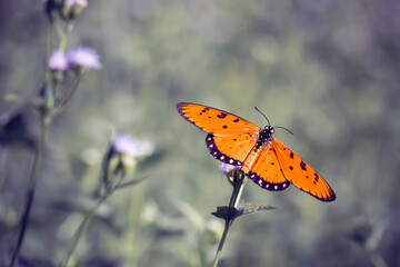 butterfly on flower