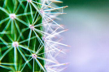 Macro closeup to the spines of a cactus with selective focus. Cactus with long red pointed spines...