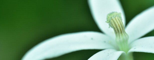 Closeup nature view on blurred background in garden with copy space for text using as background...
