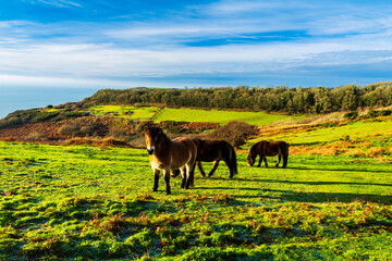 Wild ponies grazing on the fire hills during winter in Hastings country park east Sussex south east...