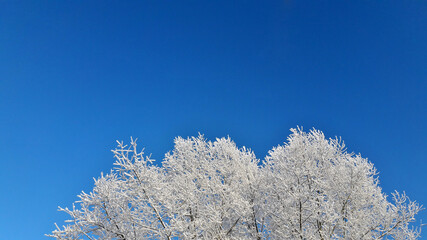 branches of a winter tree in hoarfrost against a background of blue sky