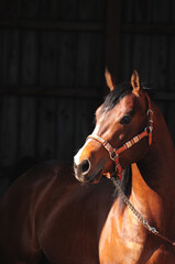 American Quarter Horse Hengst