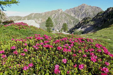 Landscape of Mercantour National Park (Alps, France)