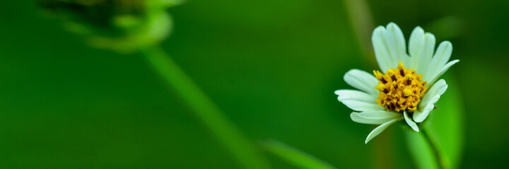 Closeup nature view on blurred background in garden with copy space for text using as background natural green plants landscape, ecology, fresh cover page concept