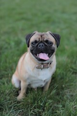 Fototapeta premium Dog breed pug on the grass