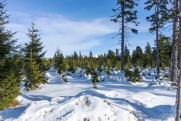 Beautiful winter landscape in the sunshine with young conifers