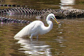 A Great Egret finds food among alligators, reflected in shallow water, in Florida, USA