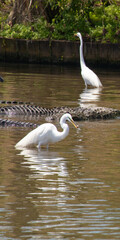 Two Great Egrets, reflected in shallow water, seek food among alligators in Florida, USA