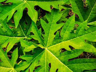close up of green leaf