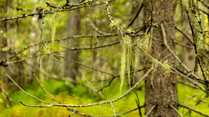 long moss hangs from an old tree