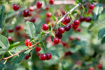 Felt cherry branch with ripe berries in Sunny weather