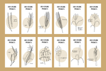 Set of flyers with grain crops: wheat, rye, barley, oats, teff, corn, millet, sorghum. Vector continuous line art. Perfect for logo, packaging design, icon, business cards, food banners