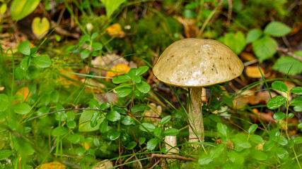 edible boletus mushroom in the swamp