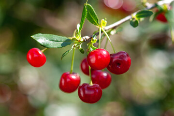 Felt cherry branch with ripe berries in Sunny weather