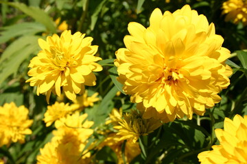 yellow flowers in the garden
