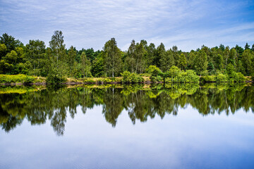 Fototapeta na wymiar Blue water in a forest lake with pine trees