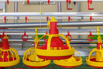 Automated Chicken Feeder Farm