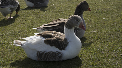 geese resting on the lake © Maxo