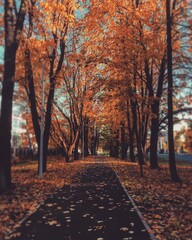 The leaves fall from the tree in autumn