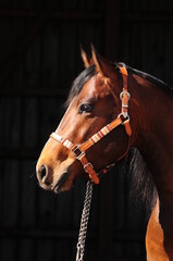 American Quarter Horse Hengst