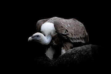 Gänsegeier iV